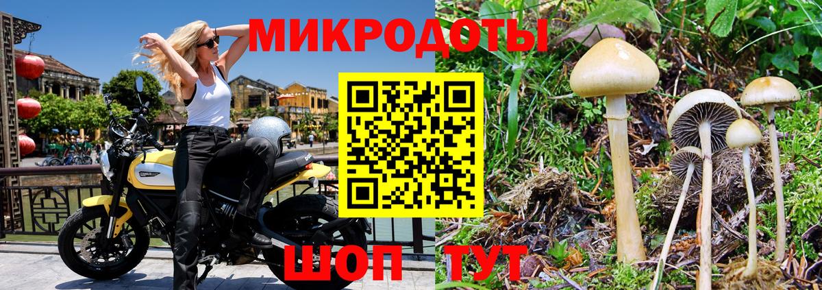 Галлюциногенные грибы GOLDEN TEACHER  Галлюциногенные грибы Cubensis  Шали  Вход с VPN 